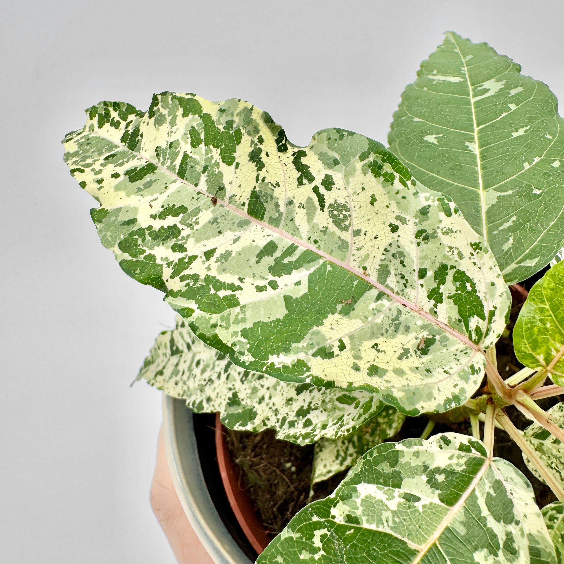 Detailaufnahme eines Ficus Snowstorm mit cremeweißer und dunkelgrüner Marmorierung, klar sichtbarer Mittelrippe und leicht gewellten Blatträndern, präsentiert in einem schlichten Topf vor neutralem Hintergrund.