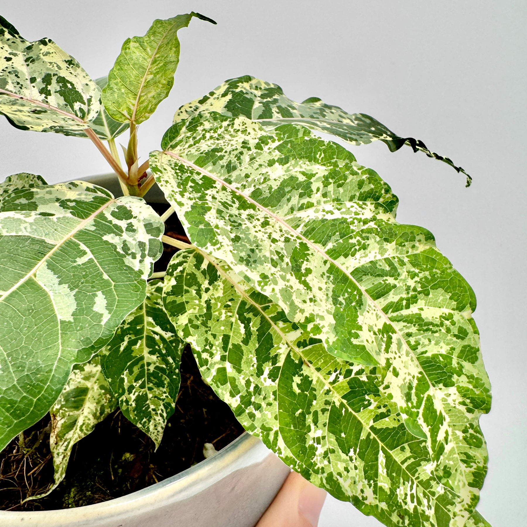 Ficus Snowstorm mit großflächig gesprenkelten Blättern in Weiß- und Grüntönen, harmonisch angeordnet in einem runden Topf vor hellem Hintergrund, die natürliche Variegation betont den exotischen Charakter der Pflanze.