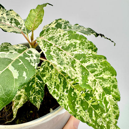 Ficus Snowstorm mit großflächig gesprenkelten Blättern in Weiß- und Grüntönen, harmonisch angeordnet in einem runden Topf vor hellem Hintergrund, die natürliche Variegation betont den exotischen Charakter der Pflanze.