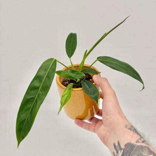 Philodendron patriciae im ockerfarbenen Keramiktopf, in der Hand gehalten, mit mehreren langen, schmalen Blättern nach allen Seiten.