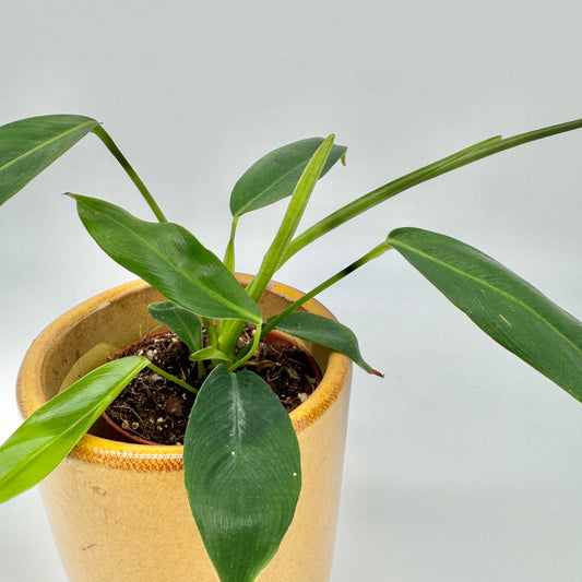 Philodendron patriciae von oben gesehen: schmale, lanzettliche Blätter gehen sternförmig vom Wurzelhals ab, darunter das Substrat im ockerfarbenen Keramiktopf.