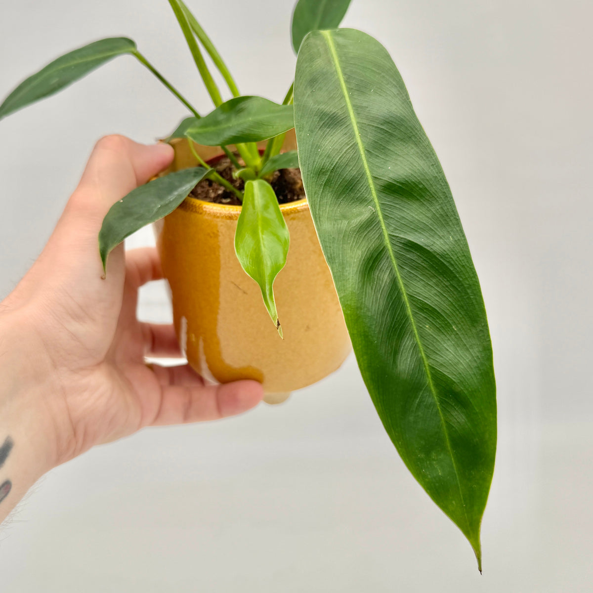 Junge Philodendron patriciae in der Hand: ein langes, glänzend grünes Blatt hängt über den ockerfarbenen Keramiktopf, in der Mitte steht ein helles junges Blatt.