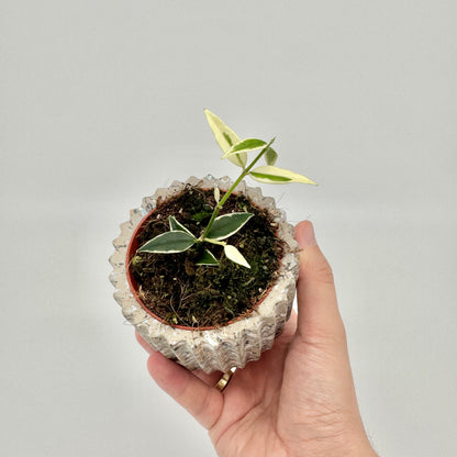 Junge Hoya bella Albomarginata im hellen Terrazzo-Topf, in der Hand gehalten, mit kleinen weiß gerandeten Blättern.