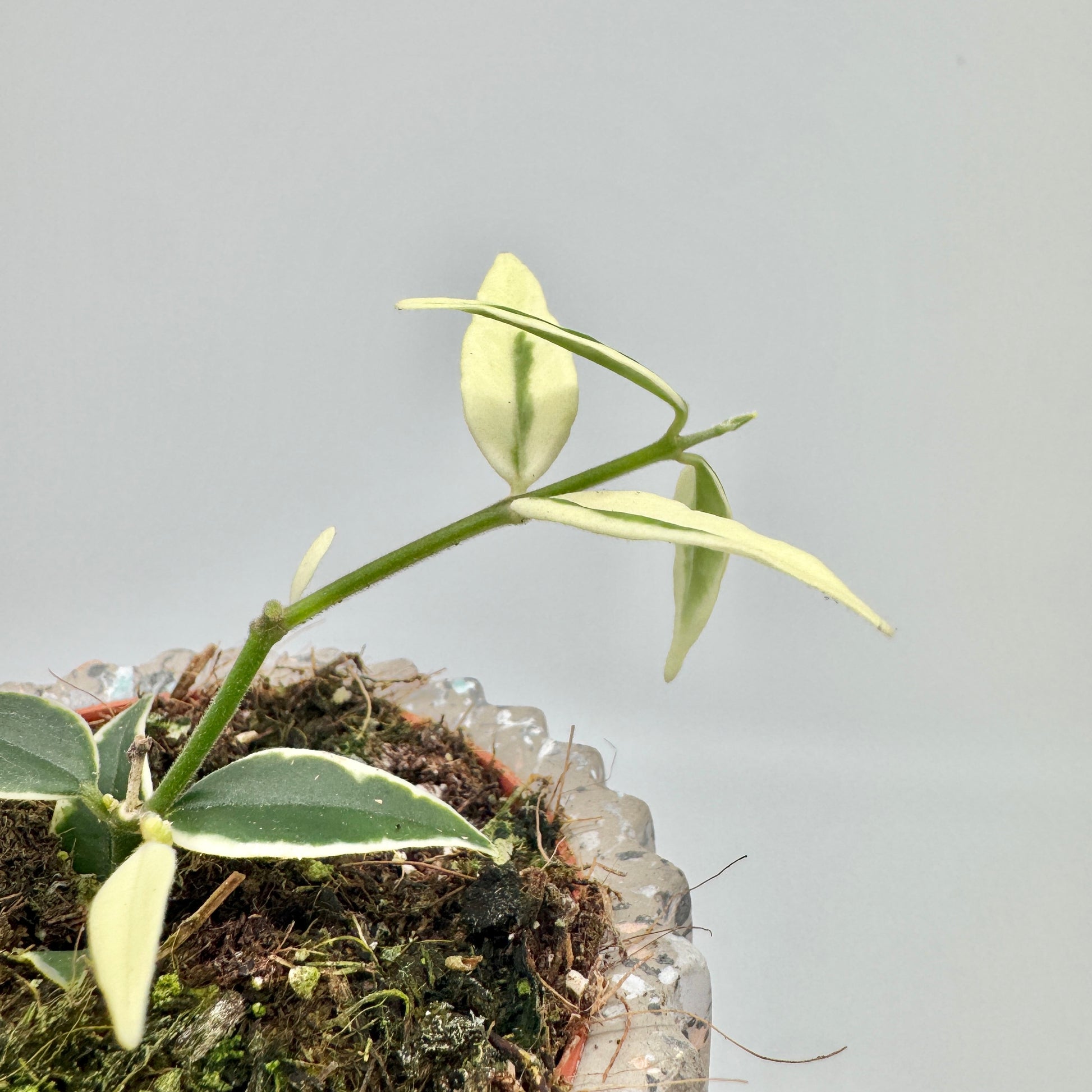 Trieb einer Hoya bella Albomarginata über dem Topfrand: schmale Blätter mit breitem cremeweißem Rand und schmalem grünem Mittelstreifen.