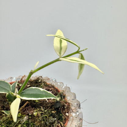Trieb einer Hoya bella Albomarginata über dem Topfrand: schmale Blätter mit breitem cremeweißem Rand und schmalem grünem Mittelstreifen.