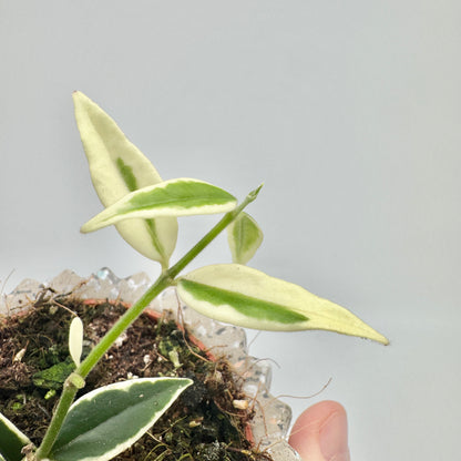 Blätter einer Hoya bella Albomarginata in Nahaufnahme: cremeweiß gerandet, teils fast vollständig weiß, dazu ein dunkelgrünes Blatt.