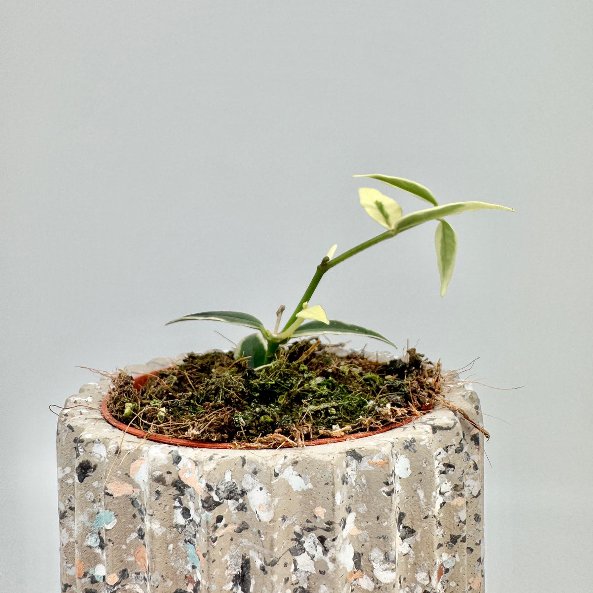 Hoya bella Albomarginata im hellen Terrazzo-Topf, ein dünner Trieb mit weiß gerandeten Blättern wächst über den Rand.