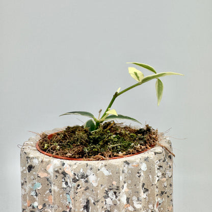 Hoya bella Albomarginata im hellen Terrazzo-Topf, ein dünner Trieb mit weiß gerandeten Blättern wächst über den Rand.
