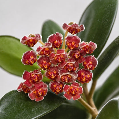 Hoya burtoniae variegata