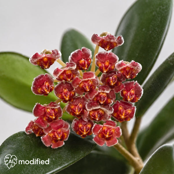 Hoya burtoniae variegata mit rötlichem Blütenstand und fleischigen grünen Blättern