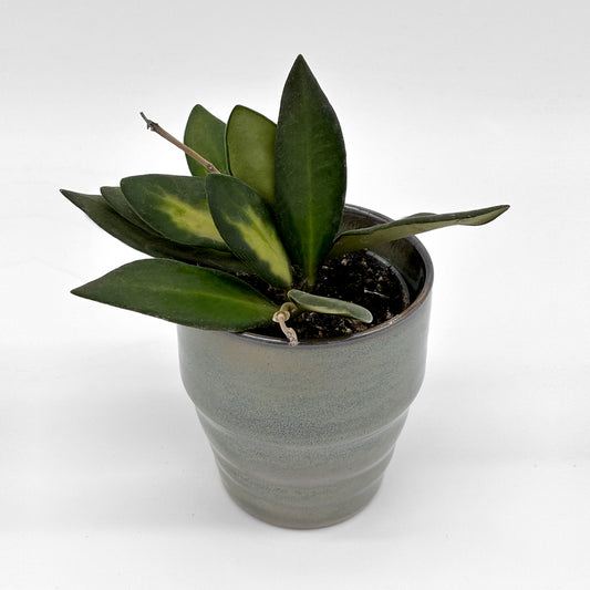 Hoya burtoniae variegata im grauen Topf mit kompaktem Wuchs und cremegrün panaschierten Blättern