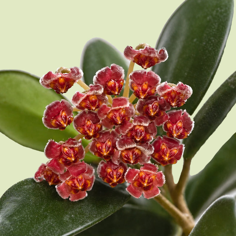 Blütendolde einer Hoya burtoniae mit etwa zwanzig kleinen, rosenroten und fein behaarten Blüten mit orangegelber Blütenmitte vor dunkelgrünen Blättern