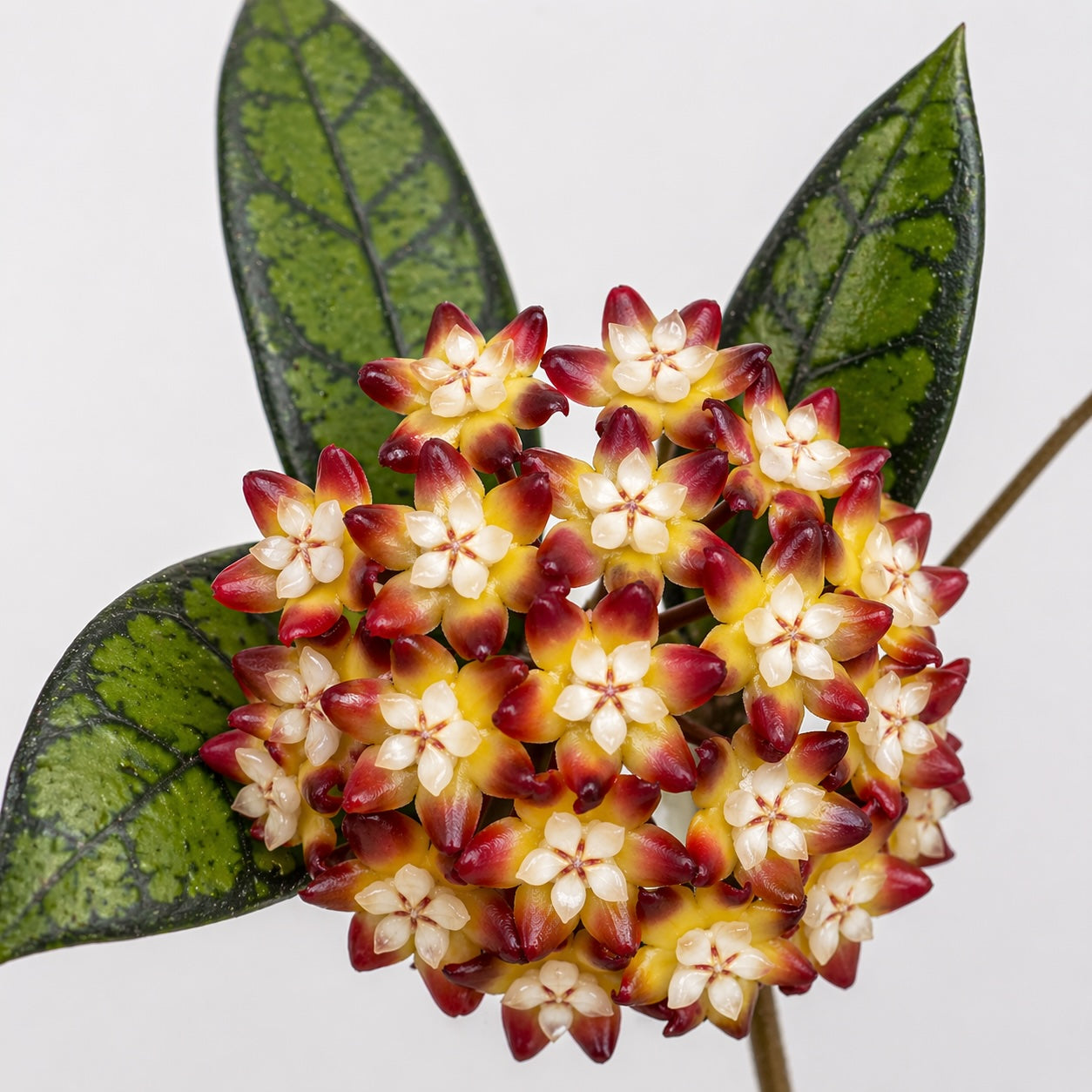 Hoya callistophylla Black Cat