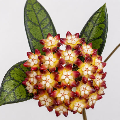 Hoya callistophylla Black Cat