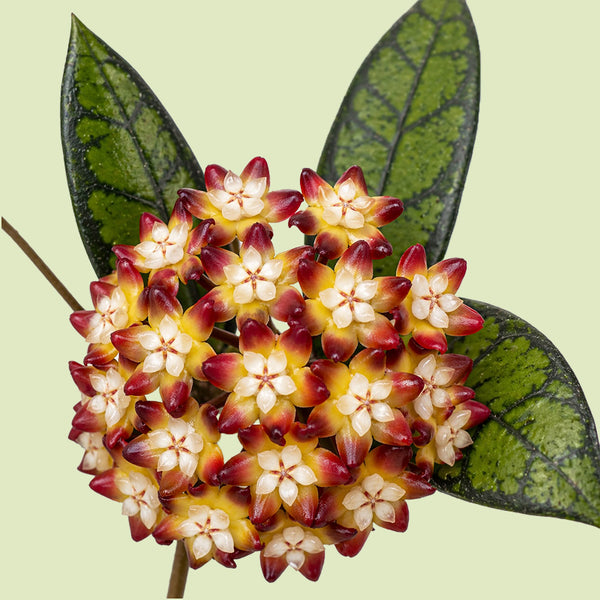 Blütendolde einer Hoya callistophylla aus vielen sternförmigen Blüten mit dunkelroten Zipfeln, gelber Mitte und cremeweißer Nebenkrone, dahinter dunkelgrüne Blätter mit hellgrüner Sprenkelung und dunkler Aderung vor hellgrünem Hintergrund