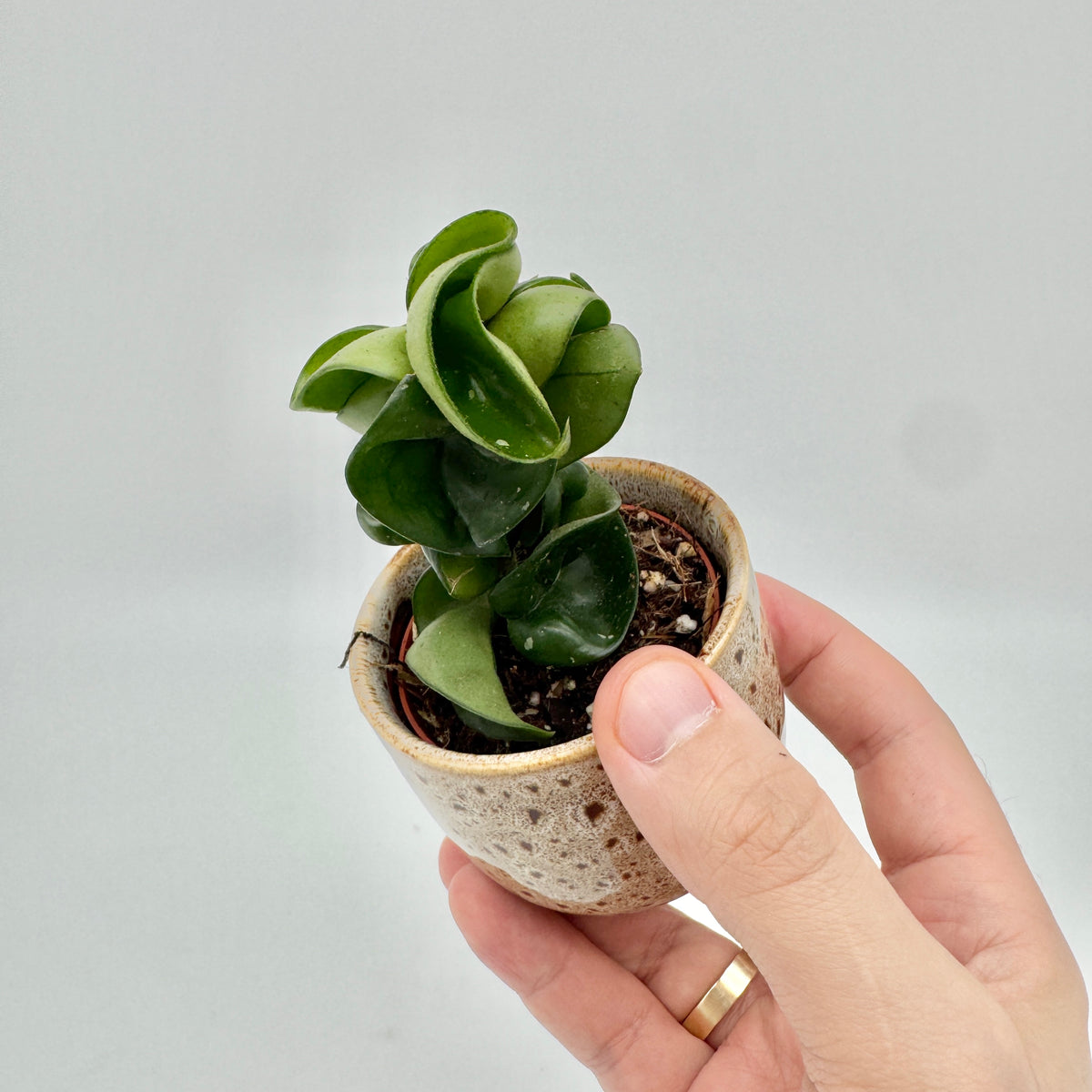 Hoya carnosa Compacta in der Hand, im gesprenkelten Keramiktopf: kurzer, aufrechter Trieb mit dicht gedrehten, dunkelgrünen Blättern.