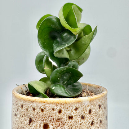Hoya carnosa Compacta von der Seite: wachsige, glänzend dunkelgrüne Blätter, die sich wie ein Seil um den Trieb drehen.