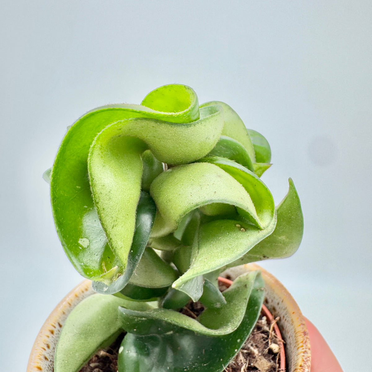 Triebspitze der Hoya carnosa Compacta von oben: eingerollte, frisch hellgrüne Blätter mit fein behaarter Unterseite.