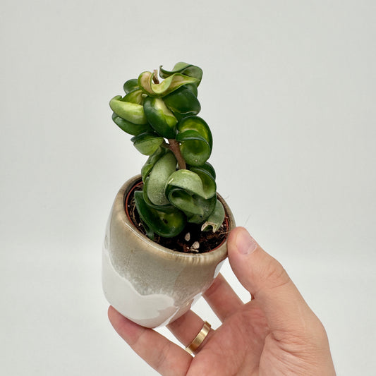 Hoya carnosa Compacta Mauna Loa in der Hand gehalten, im beige-weiß glasierten Keramiktopf, mit dicht gedrehten, fleischigen Blättern.