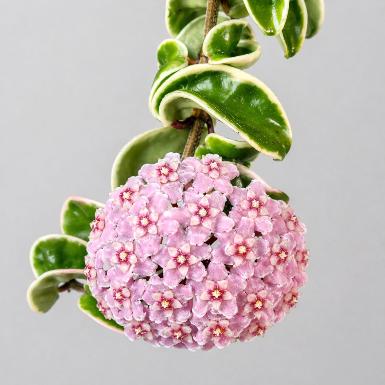 Hoya carnosa Compacta variegata