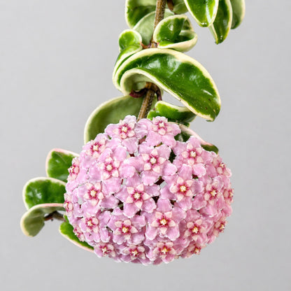 Hoya carnosa Compacta variegata