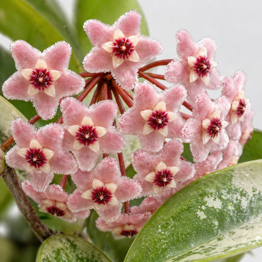 Hoya carnosa Grey Ghost