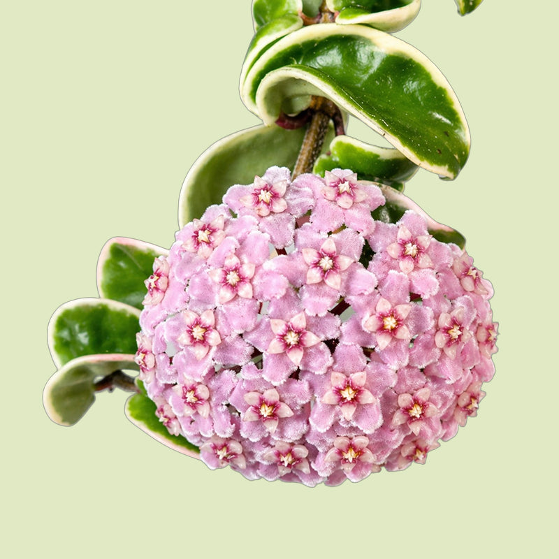 Kugelige rosa Blütendolde einer Hoya carnosa mit dunkelroten Blütenmitten, darüber panaschierte Blätter mit cremeweißem Rand vor hellgrünem Hintergrund