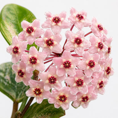 Hoya carnosa Tricolor Flamingo Dream