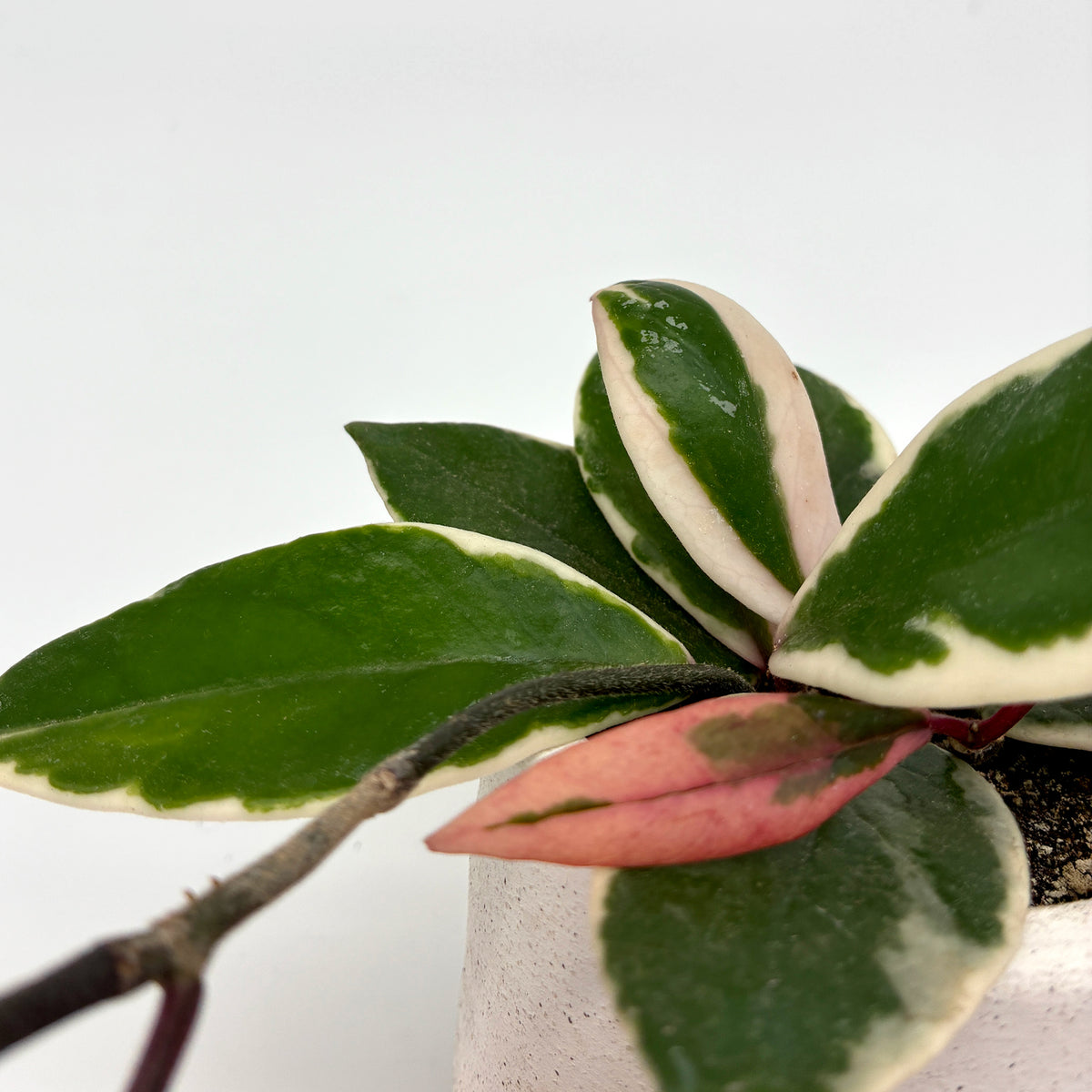 Detailaufnahme der Hoya carnosa Tricolor Flamingo Dream mit grün-cremefarbenen Blättern und rosa Neuaustrieb