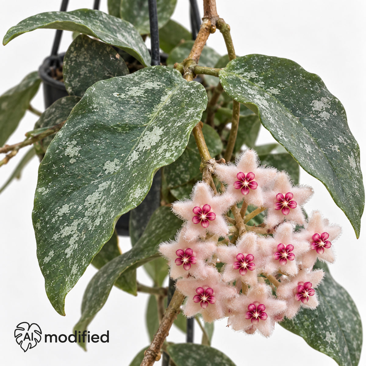 Blütendolde einer Hoya caudata: hellrosa, lang behaarte Sternblüten mit tiefroter Mitte zwischen gewellten, silbrig gefleckten Blättern.