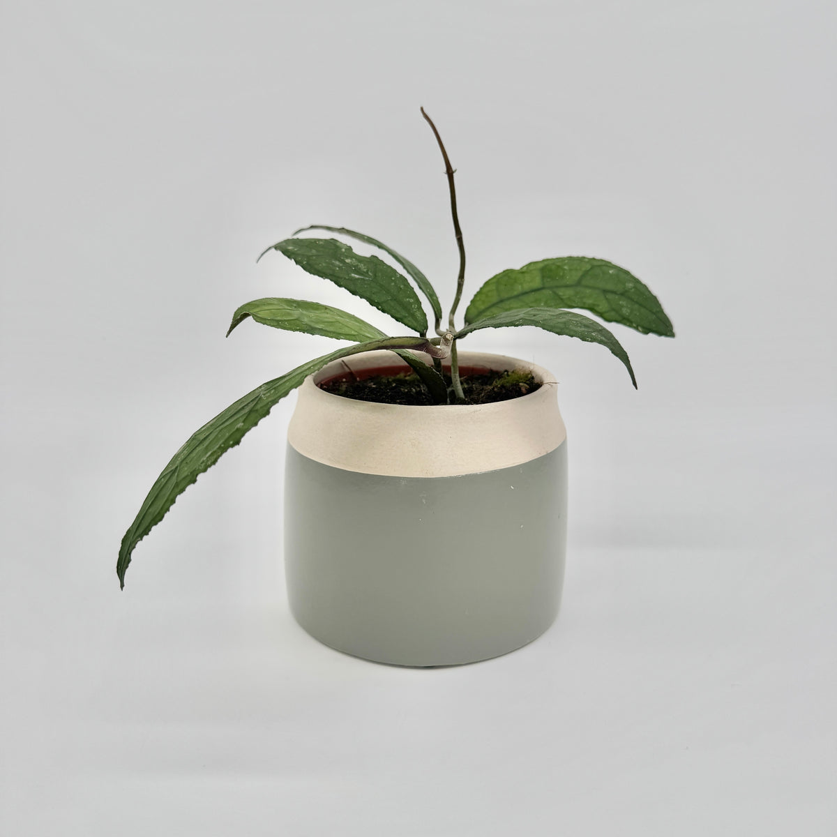 Hoya clemensiorum Dark Leaf im grau-weißen Keramiktopf, mit langen, schmalen Blättern und gewelltem Rand.