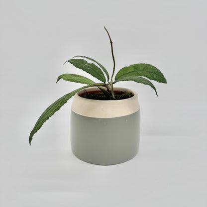 Hoya clemensiorum Dark Leaf im grau-weißen Keramiktopf, mit langen, schmalen Blättern und gewelltem Rand.