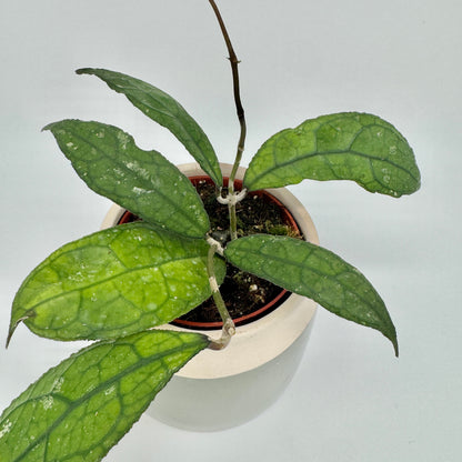Hoya clemensiorum Dark Leaf von oben: lange, schmale Blätter mit dunkel abgesetzter Aderung über dem hellen Keramiktopf.