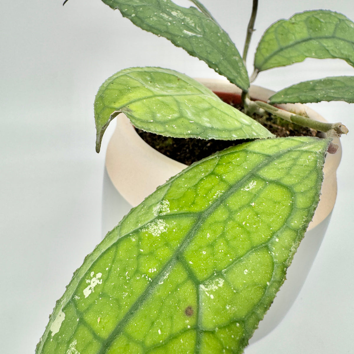 Blatt einer Hoya clemensiorum Dark Leaf in Nahaufnahme: dunkel eingesenktes Adernetz auf grüner, fein gesprenkelter Fläche.