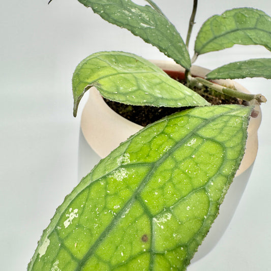 Blatt einer Hoya clemensiorum Dark Leaf in Nahaufnahme: dunkel eingesenktes Adernetz auf grüner, fein gesprenkelter Fläche.