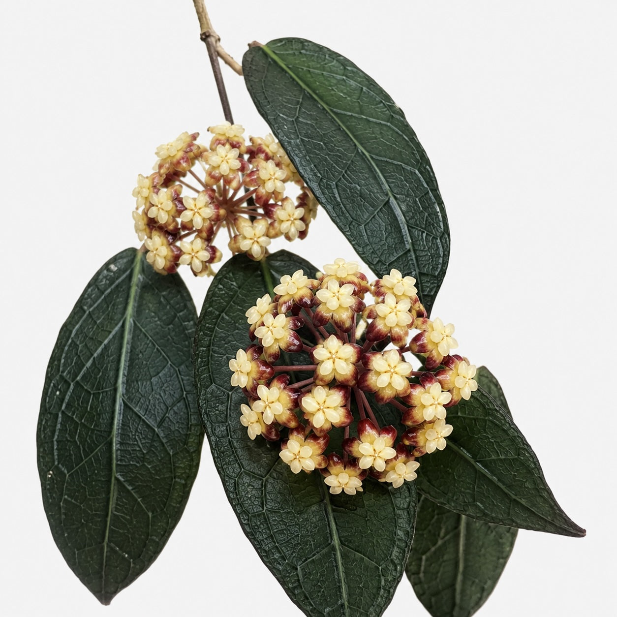 Hoya clemensiorum Dark Leaf mit großen dunkelgrünen Blättern und heller Blattaderung vor hellem Hintergrund.