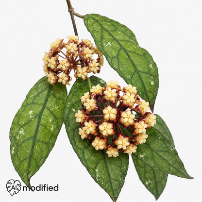 Zwei Blütendolden einer Hoya clemensiorum Dark Leaf: cremegelbe Einzelblüten mit dunkelroten Kronen zwischen langen, dunkel geaderten Blättern.