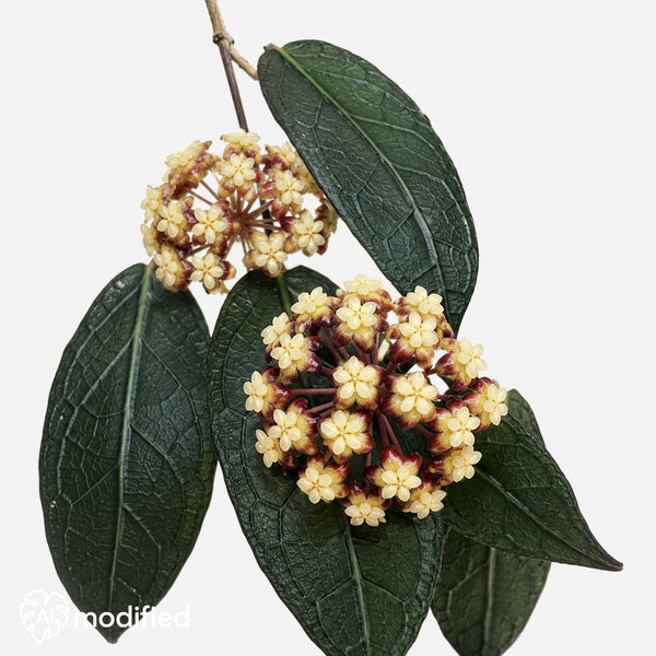 Hoya clemensiorum Dark Leaf mit großen dunkelgrünen Blättern und heller Blattaderung vor hellem Hintergrund.