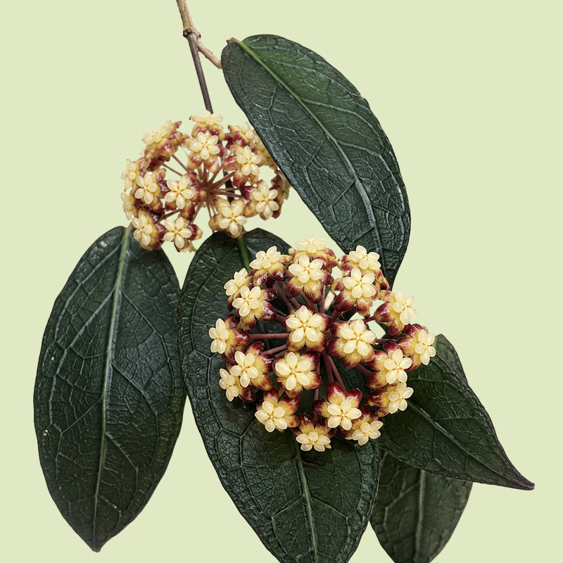 Trieb der Hoya clemensiorum mit vier länglichen, dunkelgrünen Blättern mit erhabener Aderung und zwei Dolden aus cremefarbenen Blüten mit dunkelroten Kelchen vor hellgrünem Hintergrund