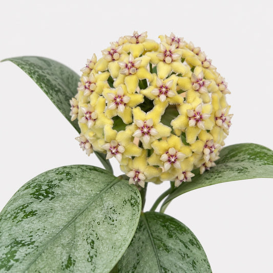 Hoya coriacea Silver mit großen dunkelgrünen Blättern und silbriger Sprenkelung vor hellem, neutralem Hintergrund.
