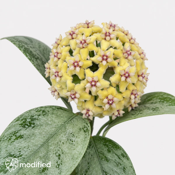 Hoya coriacea Silver mit großen dunkelgrünen Blättern und silbriger Sprenkelung vor hellem, neutralem Hintergrund.