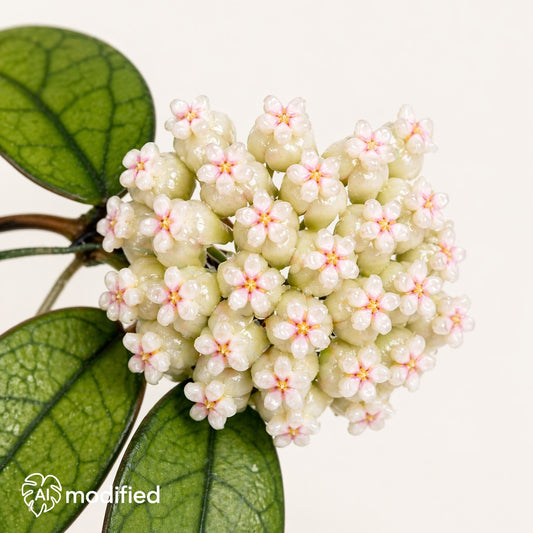 Dichte Blütendolde einer Hoya crassipetiolata: cremeweiße Einzelblüten mit rosa Kronen und gelber Mitte zwischen dunkelgrünen Blättern.