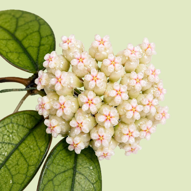 Hoya crassipetiolata mit einer kugeligen Dolde aus cremeweißen Blüten mit rosa Blütenmitten, daneben dunkelgrüne Blätter mit heller Aderung, vor hellgrünem Hintergrund