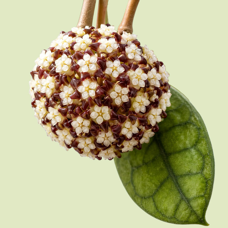 Kugelige Blütendolde der Hoya finlaysonii mit vielen cremeweißen Sternblüten und dunkelroten Blütenmitten neben einem dunkelgrün geaderten Blatt