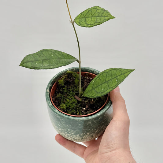 Hoya finlaysonii Sarawak