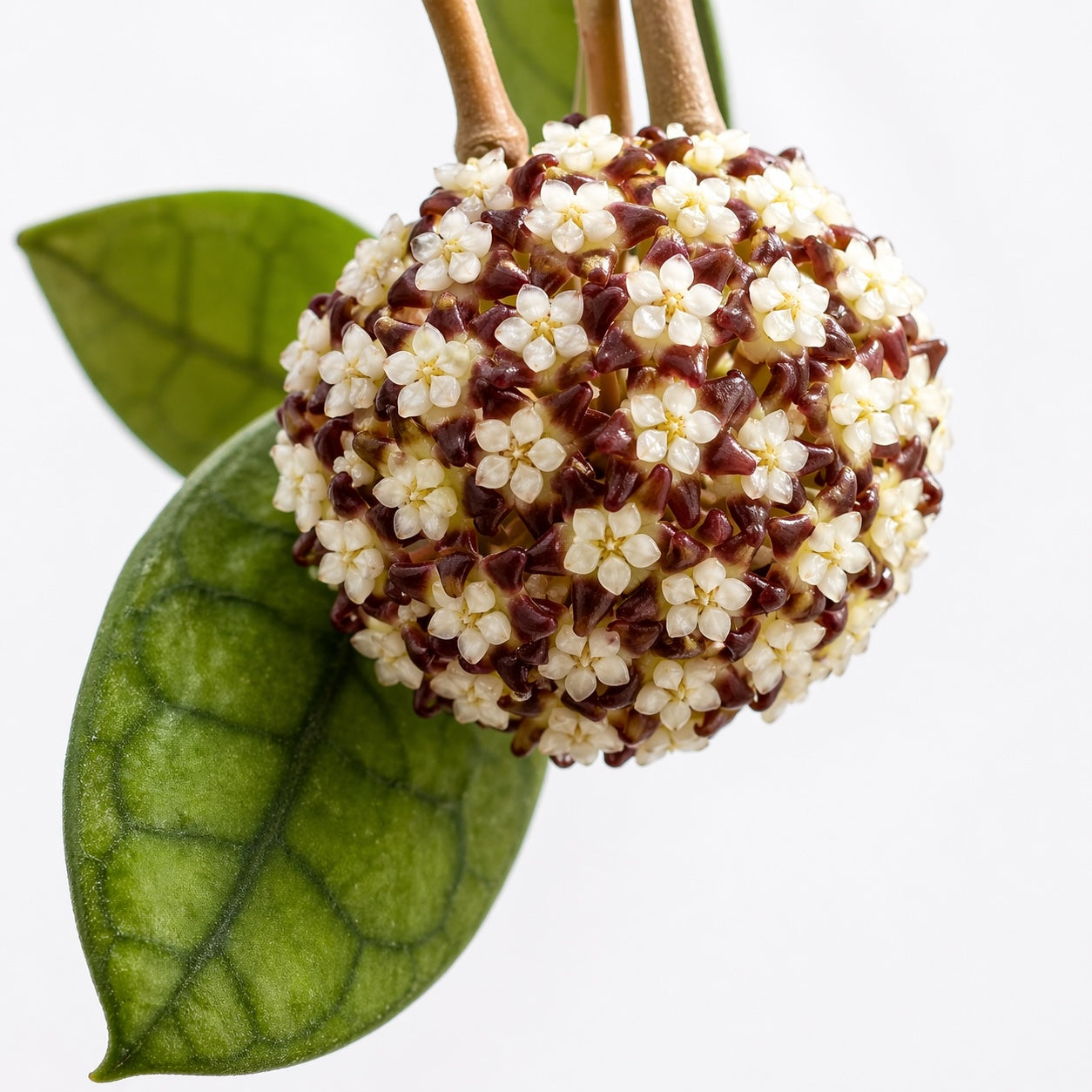 Hoya finlaysonii Sarawak