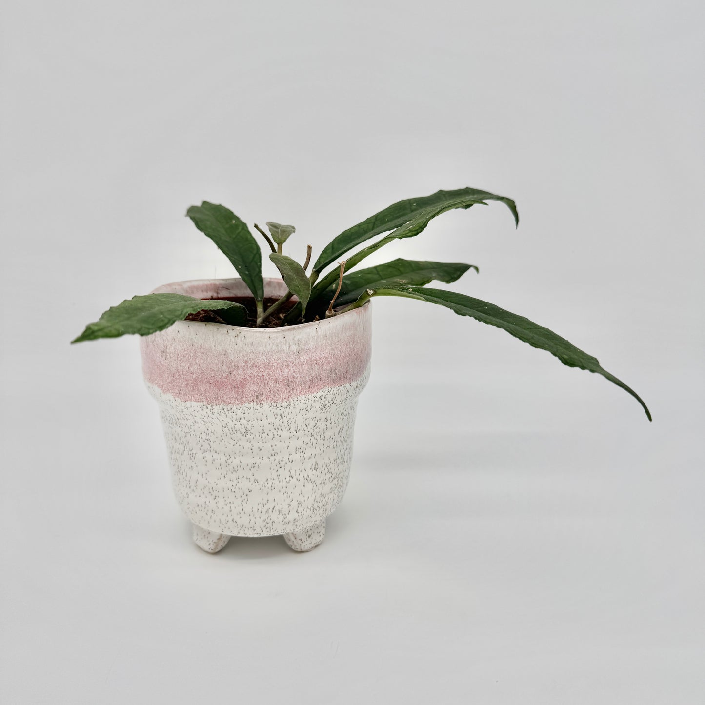 Hoya finlaysonii Sukirin im rosa-weißen Keramiktopf mit Füßchen, mit langen, dunkel geaderten Blättern.
