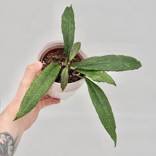 Hoya finlaysonii Sukirin in der Hand gehalten, im rosa-weißen Keramiktopf, mit sternförmig ausgebreiteten Blättern.