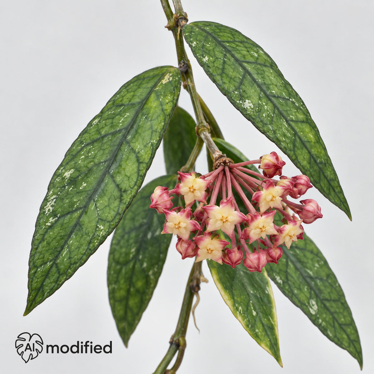 Blütendolde einer Hoya finlaysonii Sukirin: cremegelbe Sternblüten mit rosaroten Zipfeln an rötlichen Stielen zwischen dunkel geaderten Blättern.