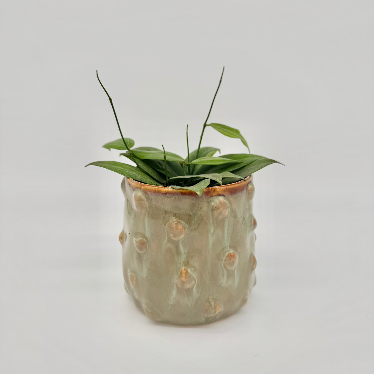Hoya fitchii im beigen Keramiktopf mit Noppen, mit schmalen grünen Blättern und zwei aufrecht stehenden Ranken.